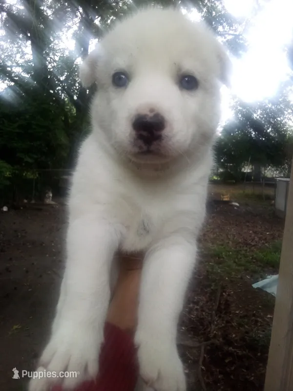 SIBERIAN 2 – Siberian Husky puppy for sale in Florence, SC