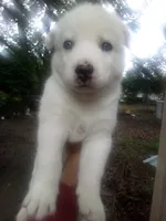 SIBERIAN 2, a male Siberian Husky for sale in Florence, SC – 1 of 1