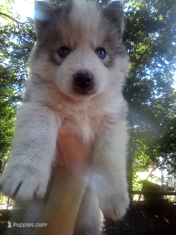 SIBERIAN  – Siberian Husky puppy for sale in Florence, SC