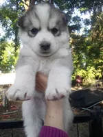 SIBERIAN 2, a male Siberian Husky for sale in Florence, SC – 1 of 1