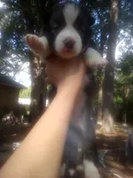 HUSKY 2, a female Siberian Husky for sale in Florence, SC – 1 of 1