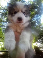 SIBERIAN 2, a male Siberian Husky for sale in Florence, SC – 1 of 1