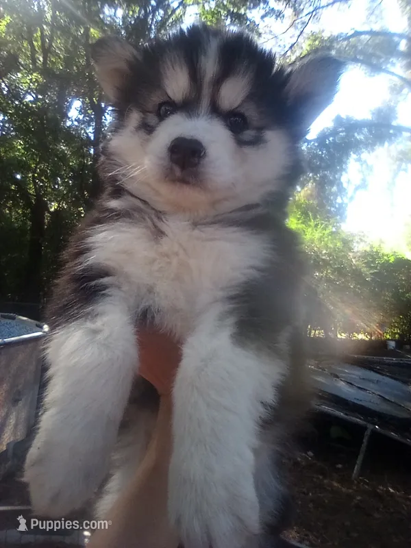 HUSKY 1 – Siberian Husky puppy for sale in Florence, SC