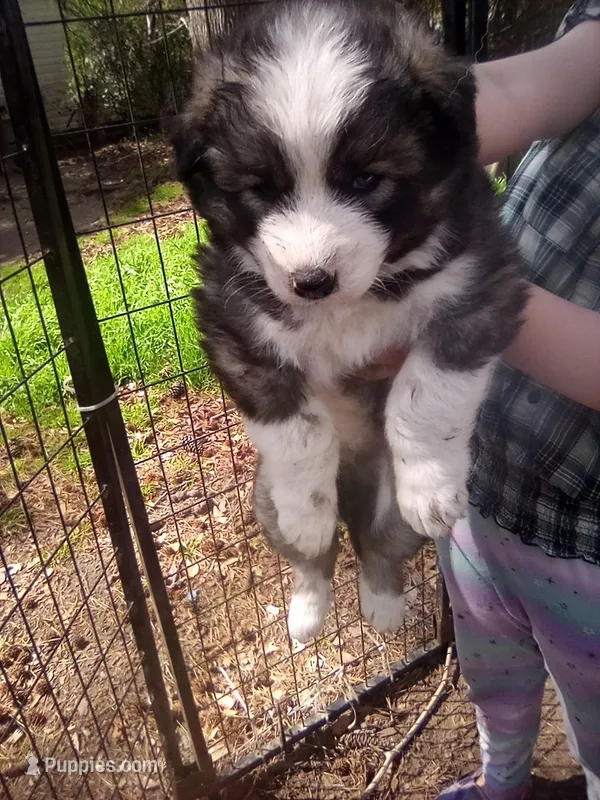 HUSKY – Siberian Husky puppy for sale in Florence, SC