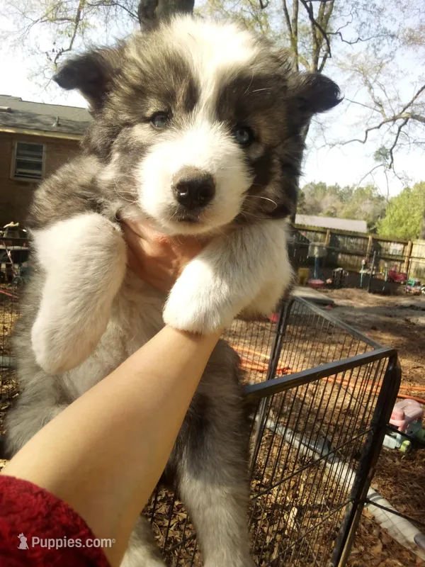 HUSKY – Siberian Husky puppy for sale in Florence, SC