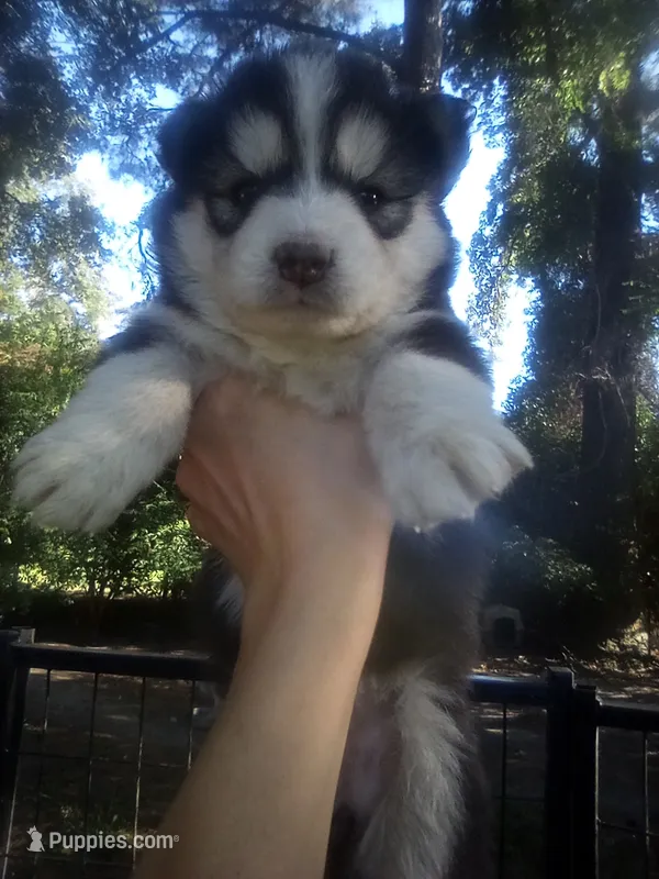 HUSKY 1 – Siberian Husky puppy for sale in Florence, SC