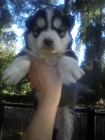 HUSKY 1, a female Siberian Husky for sale in Florence, SC – 1 of 1