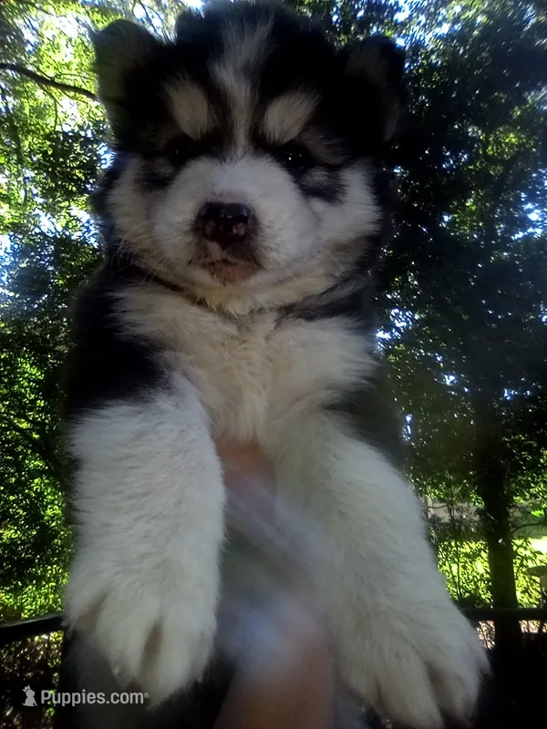 HUSKY 1 – Siberian Husky puppy for sale in Florence, SC
