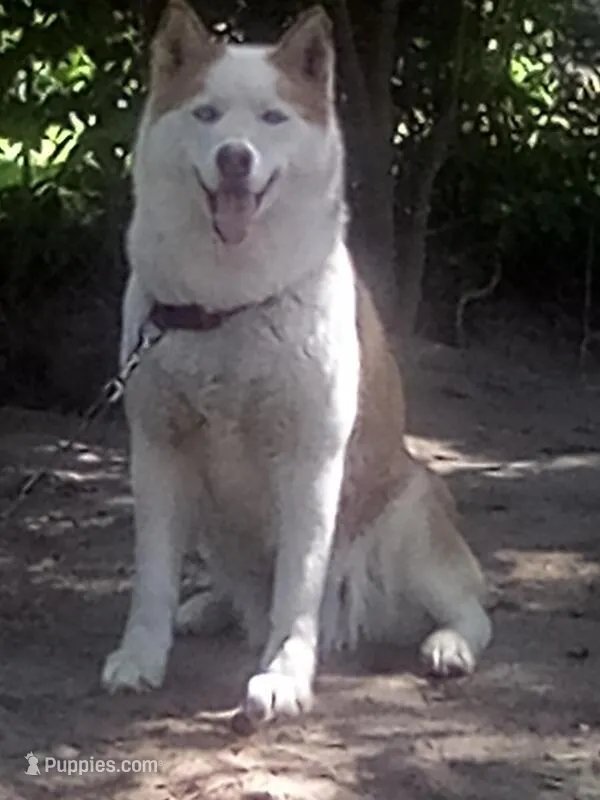 Alina – Siberian Husky puppy for sale in Florence, SC