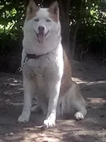 Alina, a female Siberian Husky for sale in Florence, SC – 1 of 2