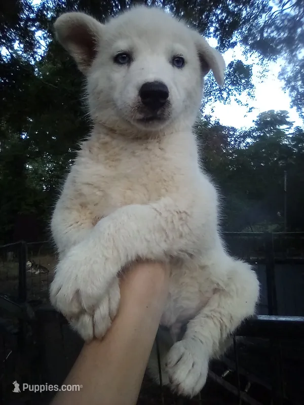 SIBERIAN 2 – Siberian Husky puppy for sale in Florence, SC