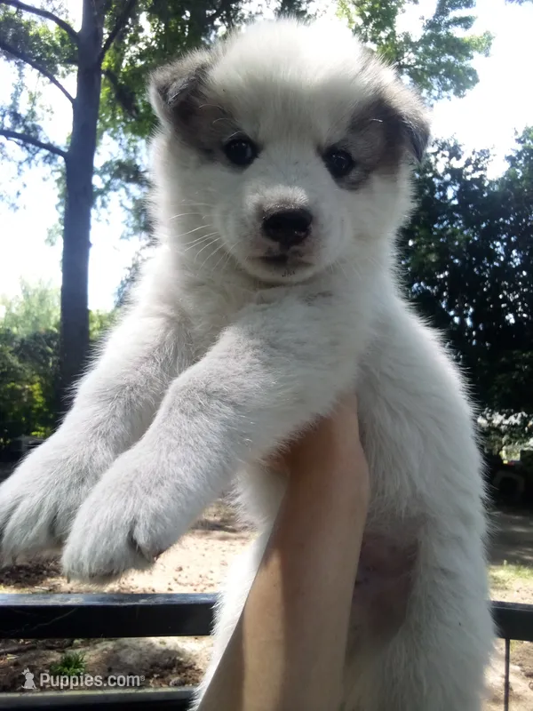 SIBERIAN 1, a male Siberian Husky for sale in Florence, SC – 1 of 1