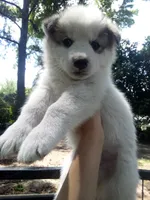 SIBERIAN 1, a male Siberian Husky for sale in Florence, SC – 1 of 1