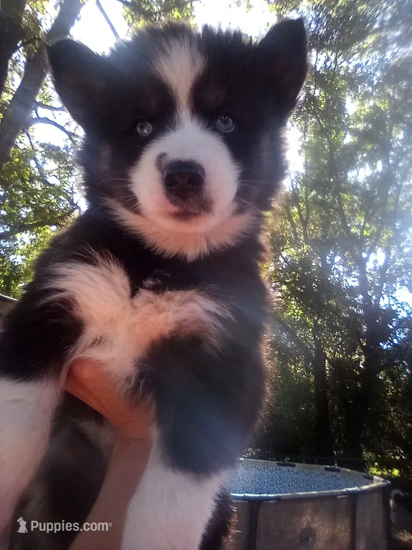 HUSKY 2 – Siberian Husky puppy for sale in Florence, SC