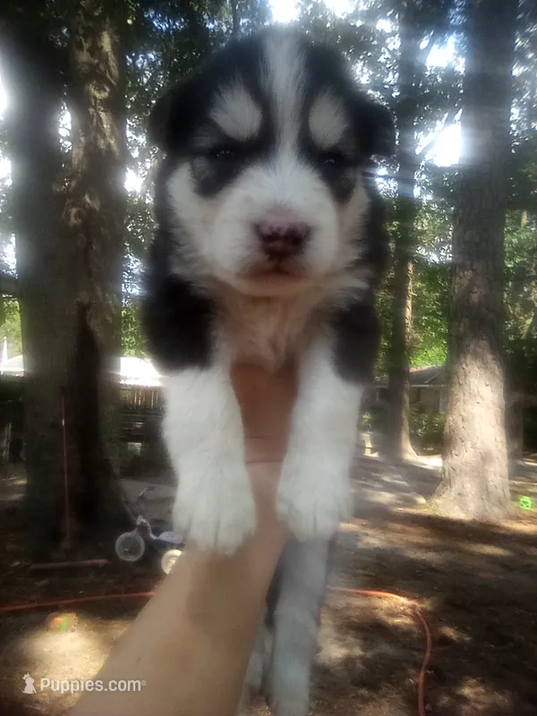 HUSKY – Siberian Husky puppy for sale in Florence, SC