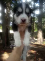 HUSKY, a female Siberian Husky for sale in Florence, SC – 1 of 1