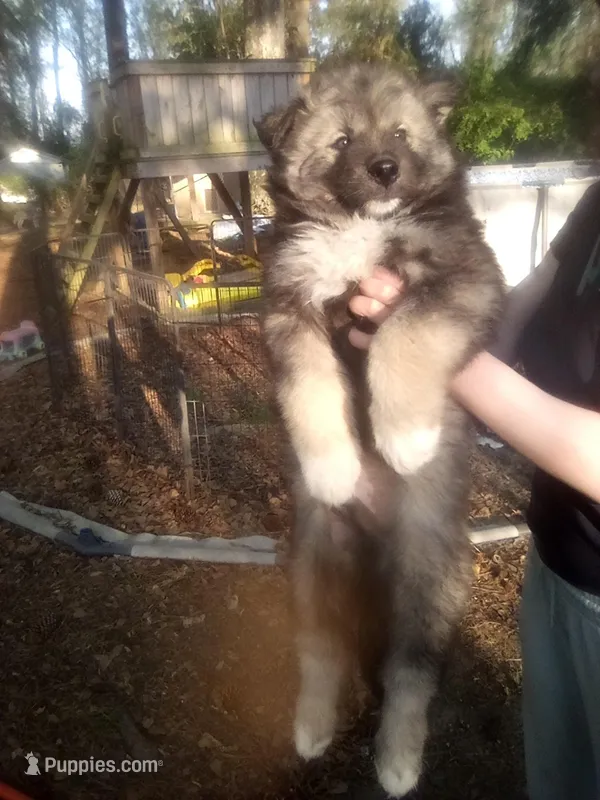 SIBERIAN  – Siberian Husky puppy for sale in Florence, SC