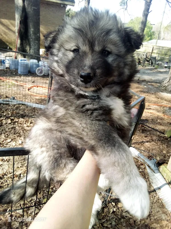 SIBERIAN 2 – Siberian Husky puppy for sale in Florence, SC