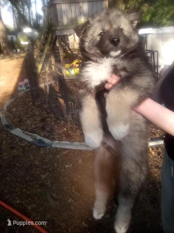 SIBERIAN  – Siberian Husky puppy for sale in Florence, SC