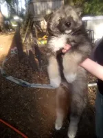 SIBERIAN , a male Siberian Husky for sale in Florence, SC – Photo 1 of 2