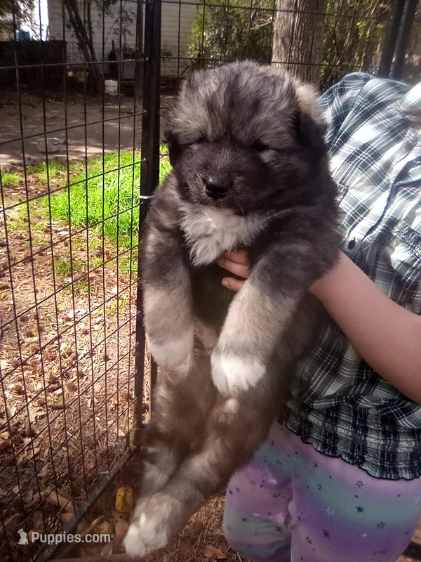 SIBERIAN 2 – Siberian Husky puppy for sale in Florence, SC