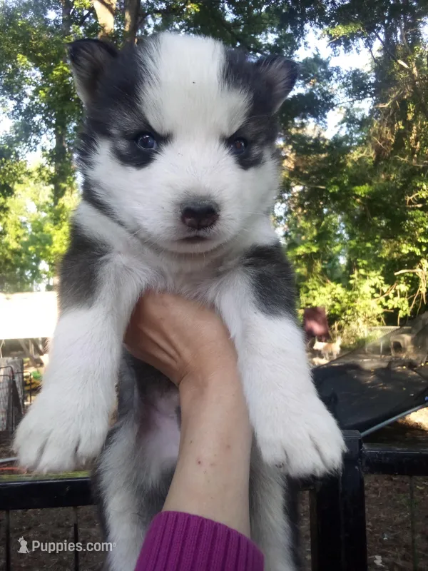 SIBERIAN 1 – Siberian Husky puppy for sale in Florence, SC