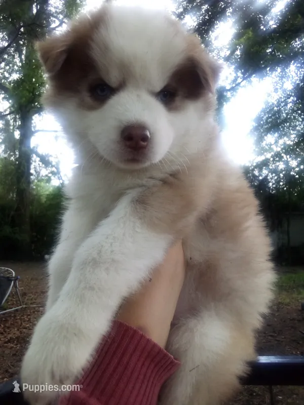 HUSKY – Siberian Husky puppy for sale in Florence, SC
