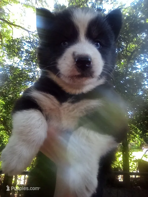 HUSKY 3 – Siberian Husky puppy for sale in Florence, SC