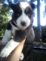HUSKY 3, a female Siberian Husky for sale in Florence, SC – 1 of 1