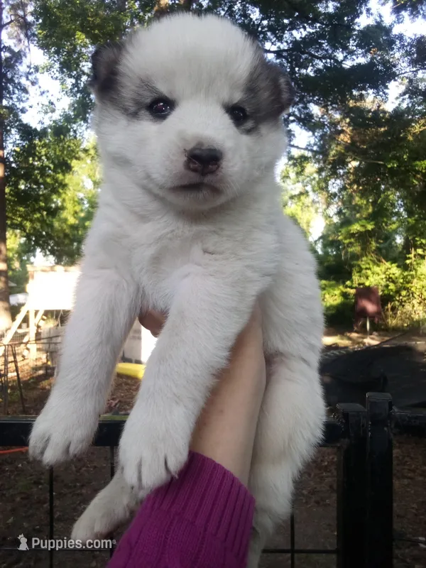 SIBERIAN 4, a male Siberian Husky for sale in Florence, SC – 1 of 1