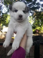 SIBERIAN 4, a male Siberian Husky for sale in Florence, SC – 1 of 1