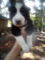 HUSKY 1, a female Siberian Husky for sale in Florence, SC – 1 of 1