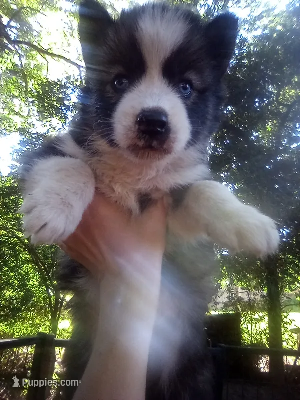 HUSKY 2 – Siberian Husky puppy for sale in Florence, SC