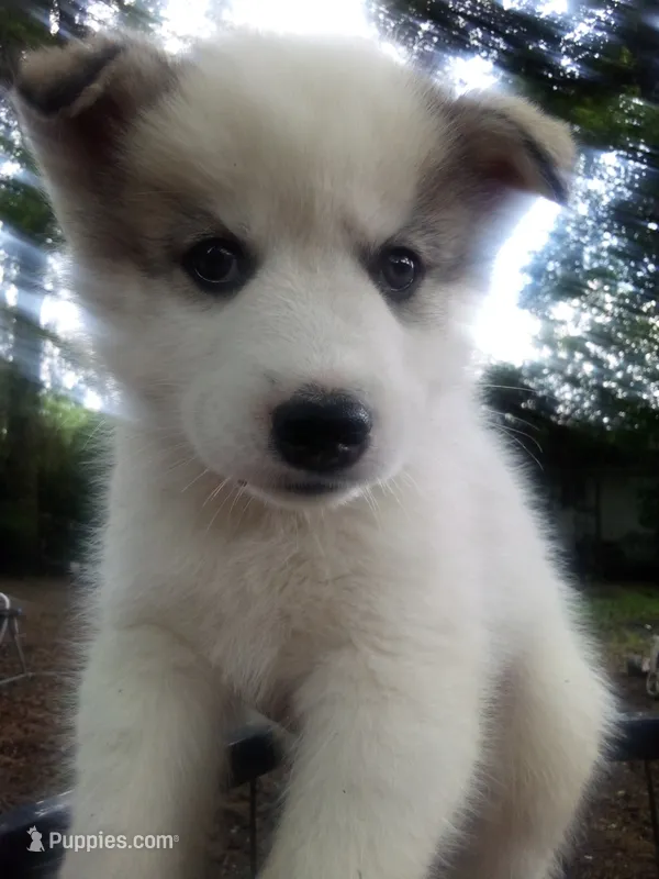 SIBERIAN 1 – Siberian Husky puppy for sale in Florence, SC