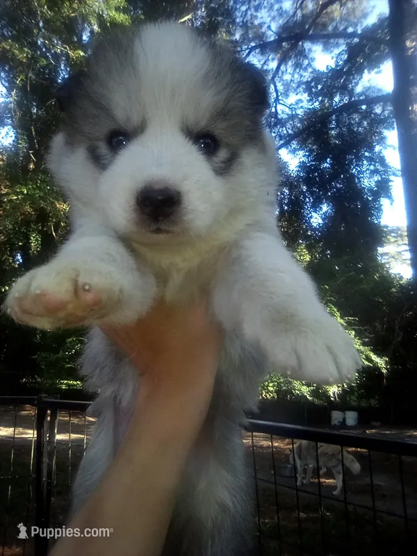 SIBERIAN  – Siberian Husky puppy for sale in Florence, SC