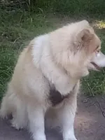 Catherina, a female Siberian Husky for sale in Florence, SC – 2 of 2