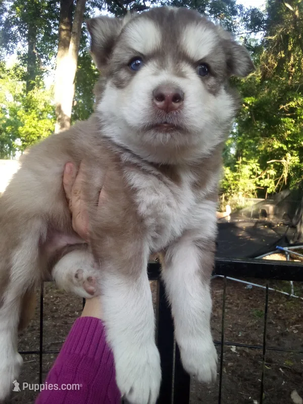 SIBERIAN 3, a male Siberian Husky for sale in Florence, SC – 1 of 1