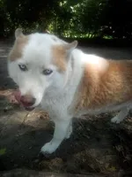 Alina, a female Siberian Husky for sale in Florence, SC – 2 of 2