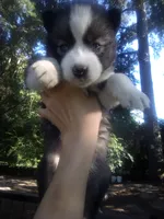 HUSKY 2, a female Siberian Husky for sale in Florence, SC – 1 of 1