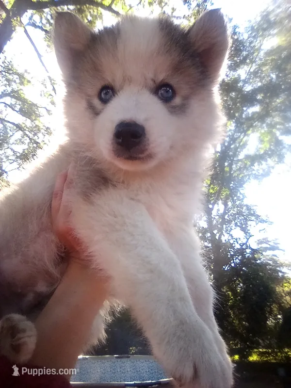 SIBERIAN  – Siberian Husky puppy for sale in Florence, SC