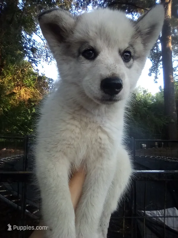 SIBERIAN 1 – Siberian Husky puppy for sale in Florence, SC