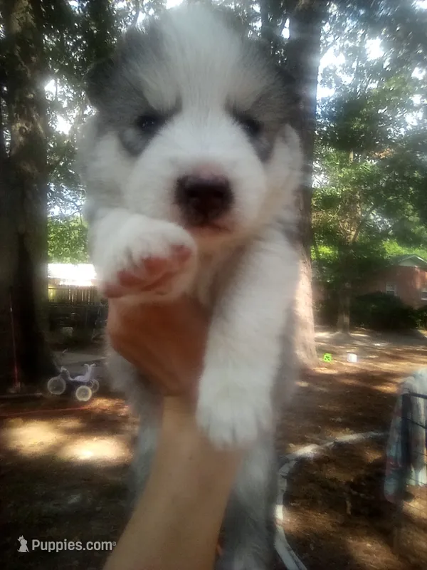 SIBERIAN 1 – Siberian Husky puppy for sale in Florence, SC