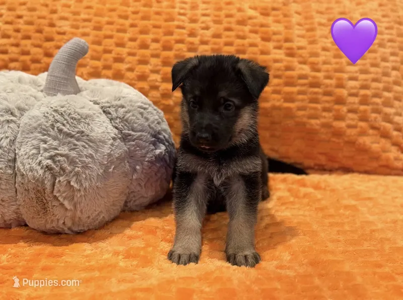 Punky – German Shepherd Dog puppy for sale in Huntington Station, NY