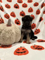 Lola , a female German Shepherd Dog for sale in Huntington Station, NY – 3 of 5