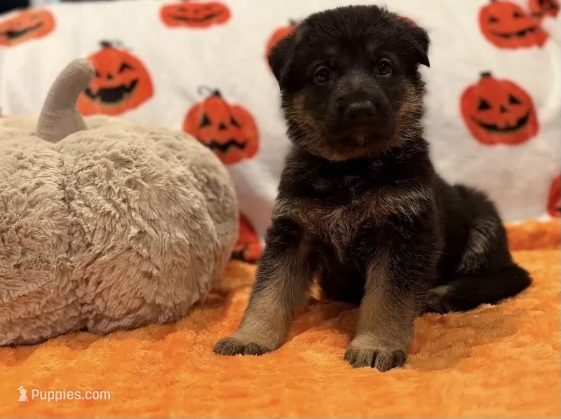 Anubis – German Shepherd Dog puppy for sale in Huntington Station, NY