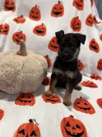 Lola , a female German Shepherd Dog for sale in Huntington Station, NY – 5 of 5