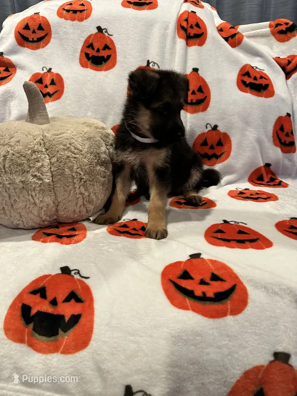 Roxanne – German Shepherd Dog puppy for sale in Huntington Station, NY