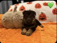 Magnum, a male German Shepherd Dog for sale in Huntington Station, NY – 1 of 1