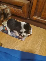 Black/white Toy Biewer Yorkie Female, a female Yorkshire Terrier for sale in Palm Coast, FL – Photo 2 of 4