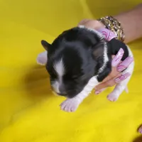 Black/white Toy Biewer Yorkie female #1, a female Yorkshire Terrier for sale in Palm Coast, FL – Photo 4 of 4